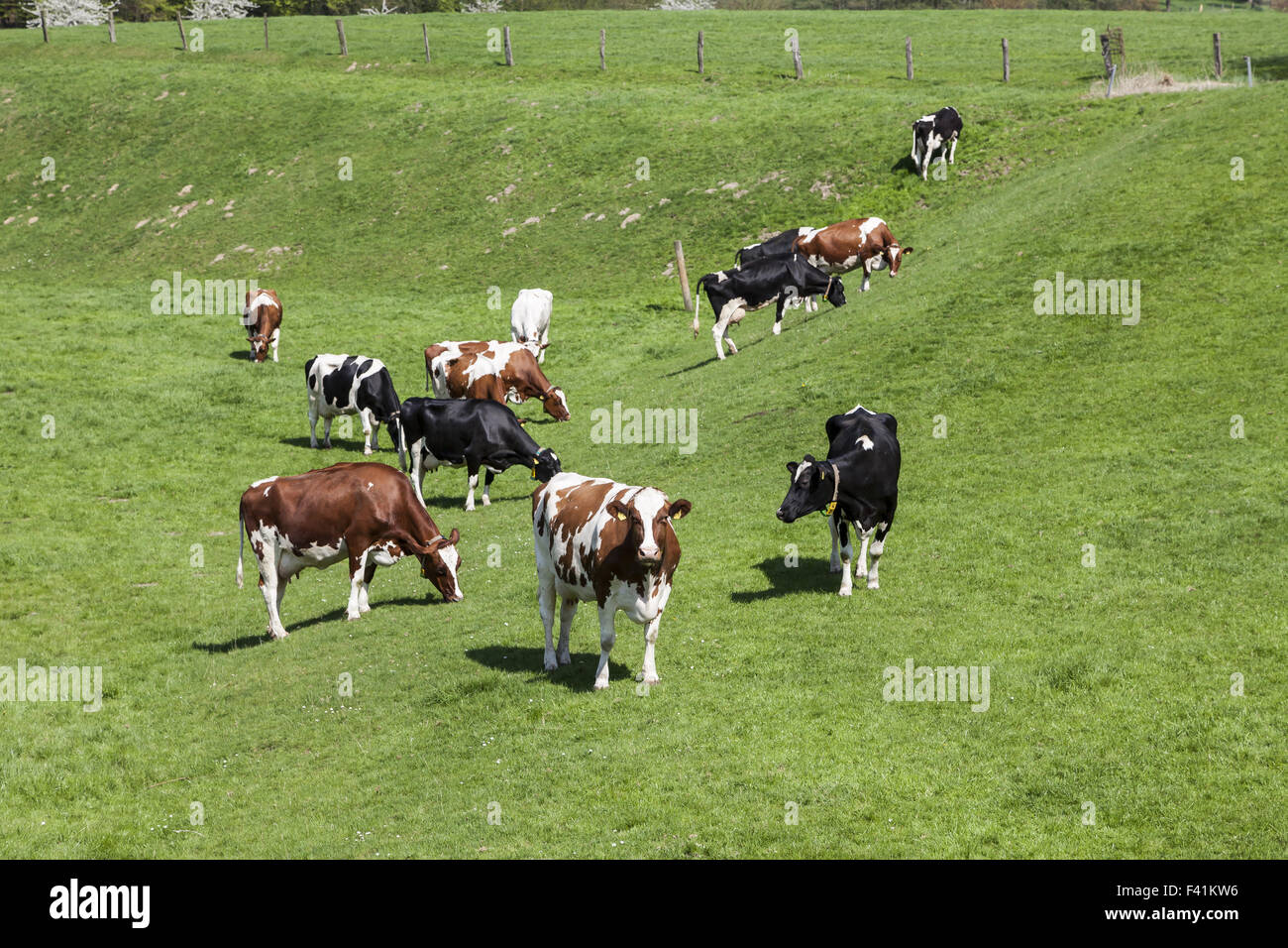 Grazing cows in spring, Westphalia, Germany Stock Photo
