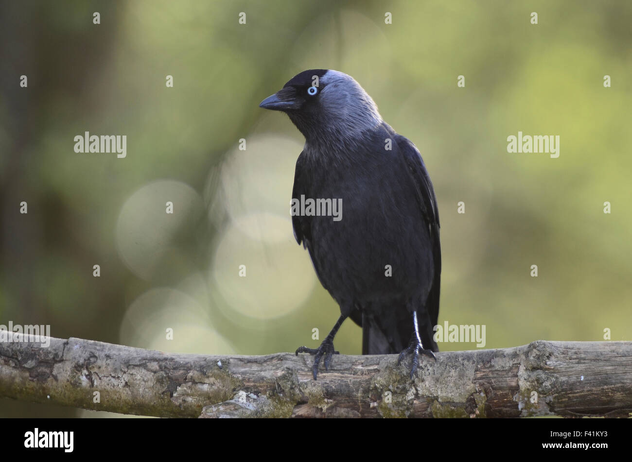 jackdaw on a branch UK Stock Photo