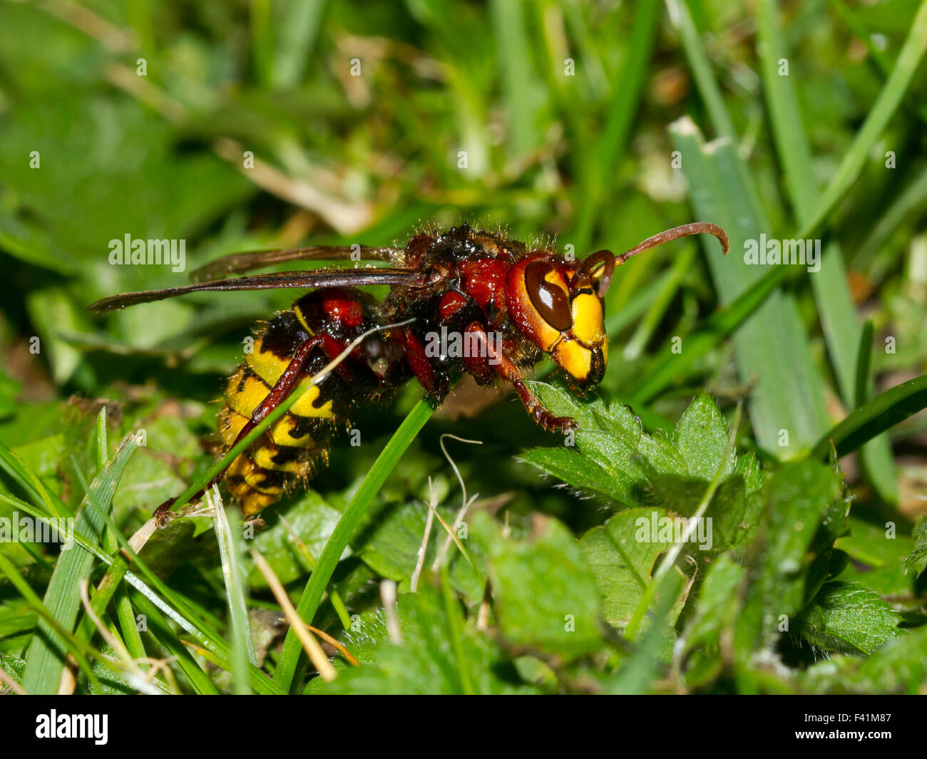 European hires stock photography and images Alamy