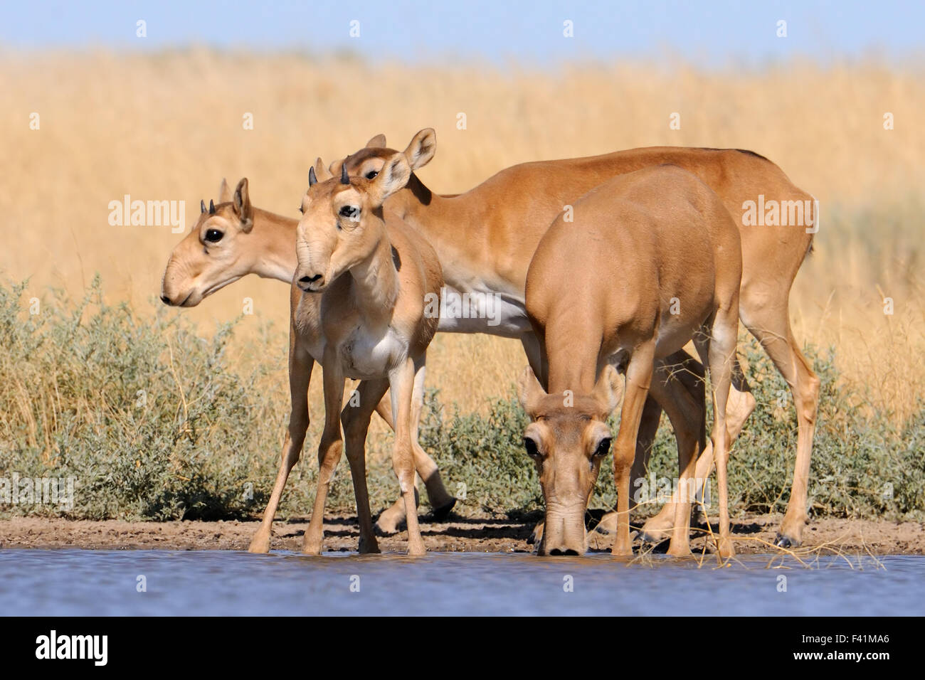 Critically endangered wild Saiga antelopes (Saiga tatarica) at watering in steppe. Stock Photo