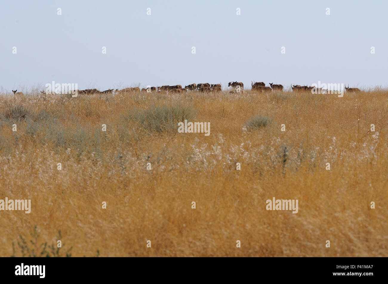 Critically endangered wild Saiga antelopes in steppe. Stock Photo