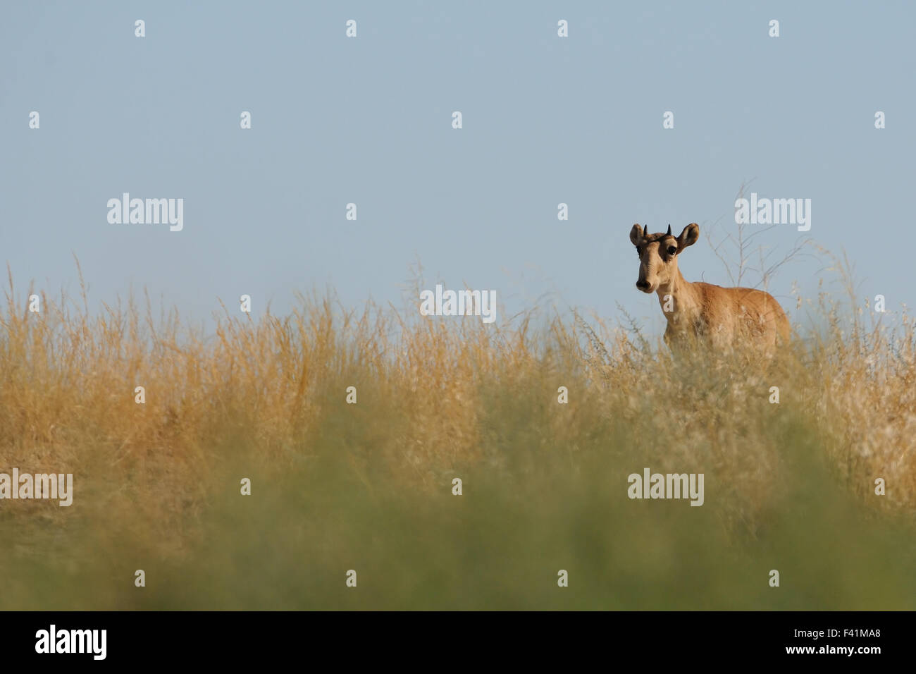 Critically endangered wild Saiga antelope (Saiga tatarica, young male) in steppe. Stock Photo