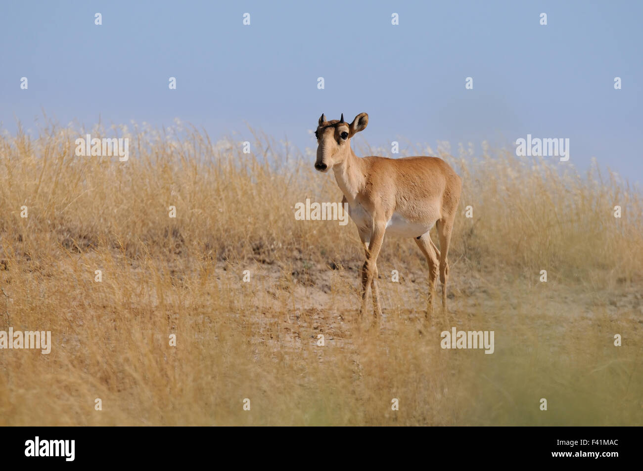 Yang male wild Saiga antelopein steppe Stock Photo
