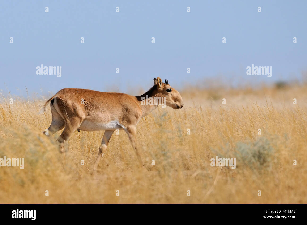 Critically endangered wild Saiga antelope (Saiga tatarica, young male) in steppe. Stock Photo