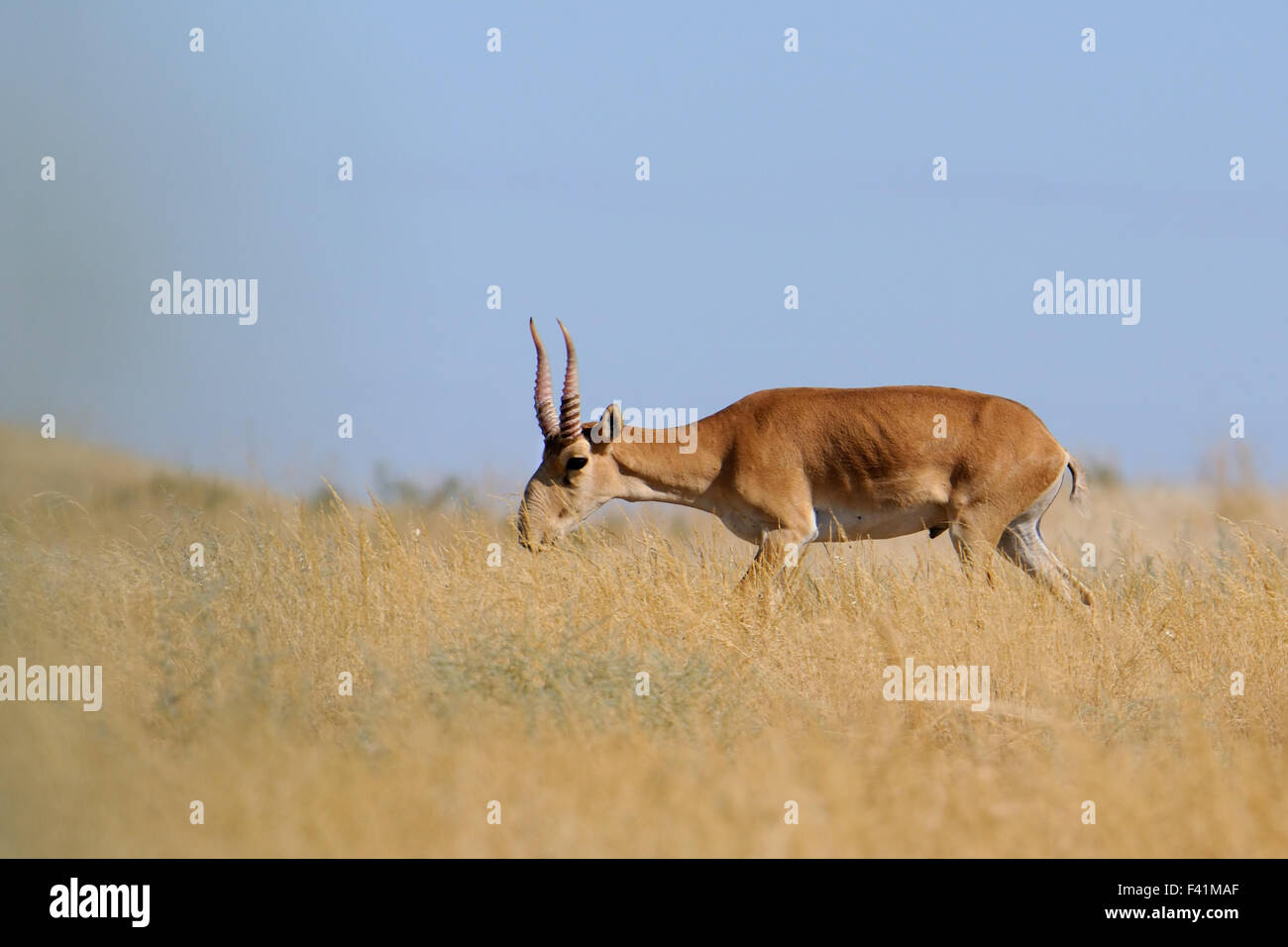 Male wild Saiga antelope in steppe. Stock Photo