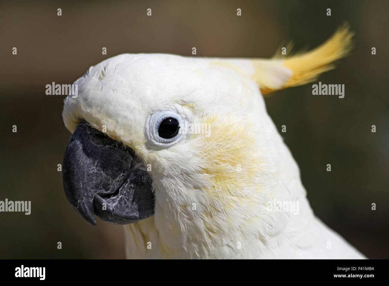 sulphur-crested cockatoo Stock Photo