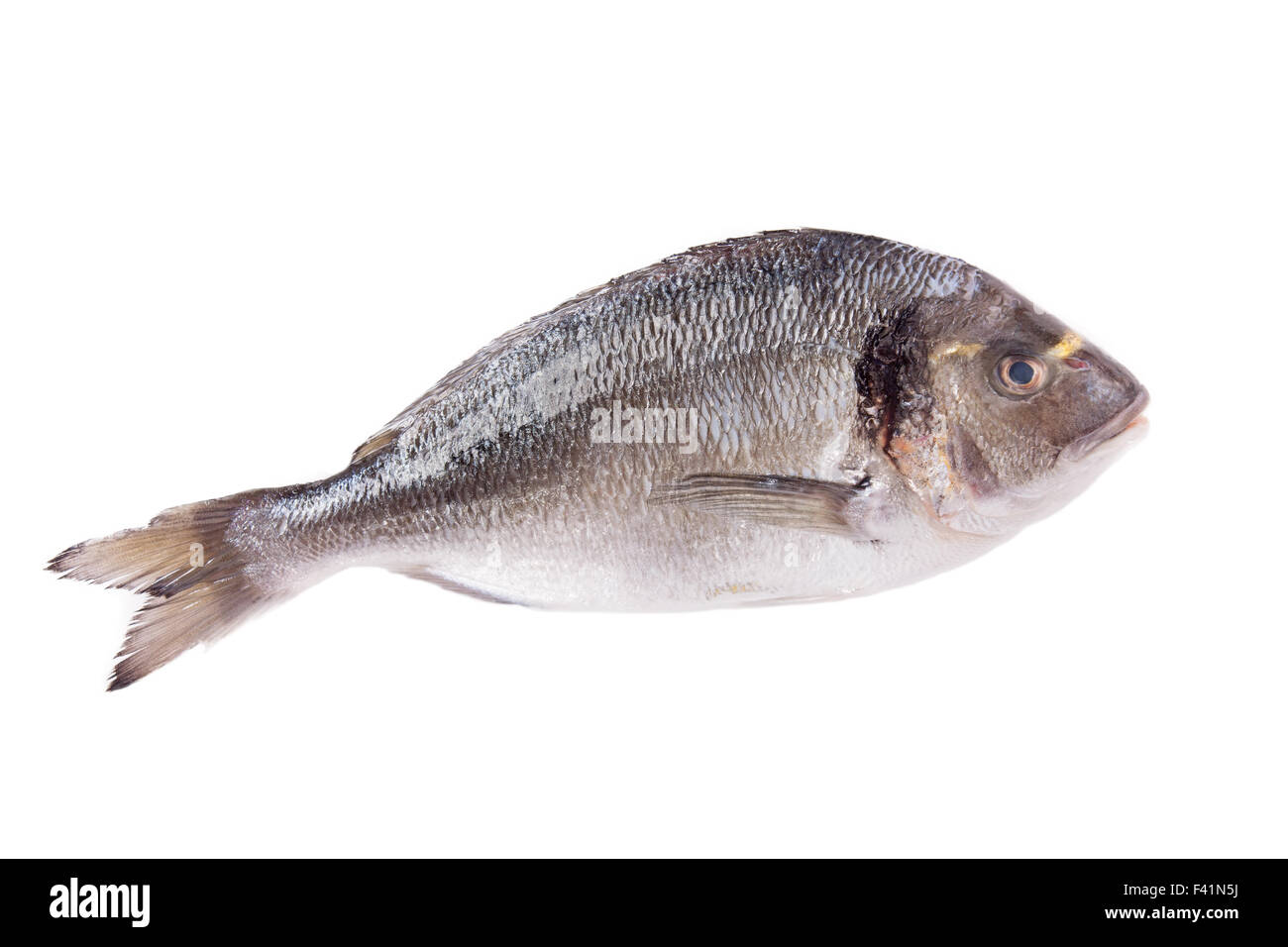 Dorado fish isolated on white Stock Photo - Alamy