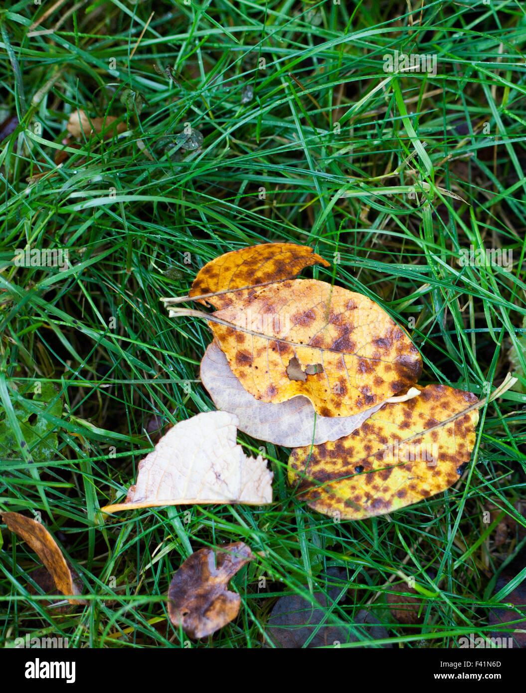 wet leaves laying on green grass Stock Photo Alamy