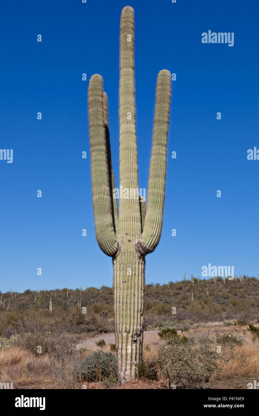 A mature saguaro cactus with four arms in the Arizona desert against a ...