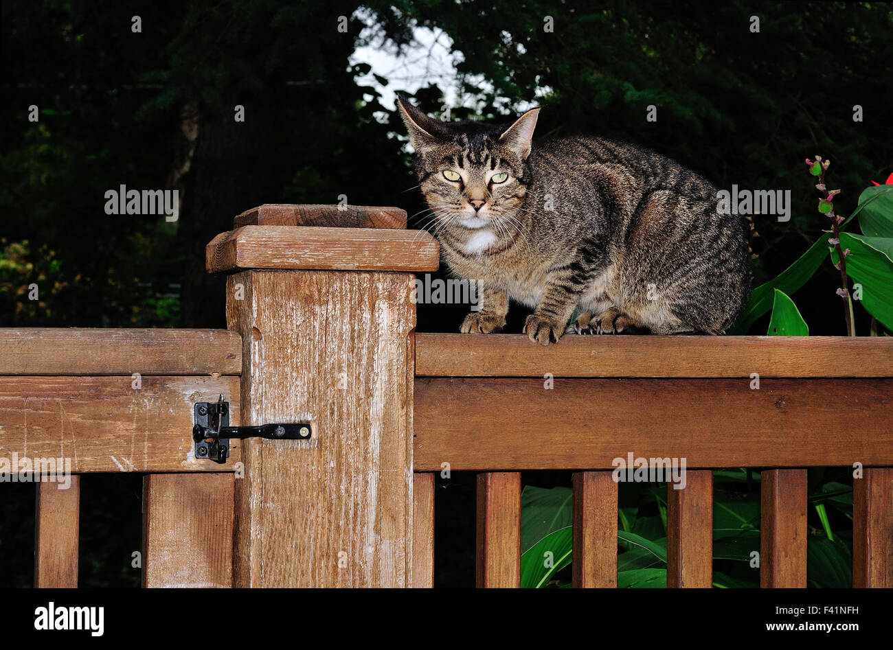 Domestic Tabby cat named Mini on fence Stock Photo - Alamy