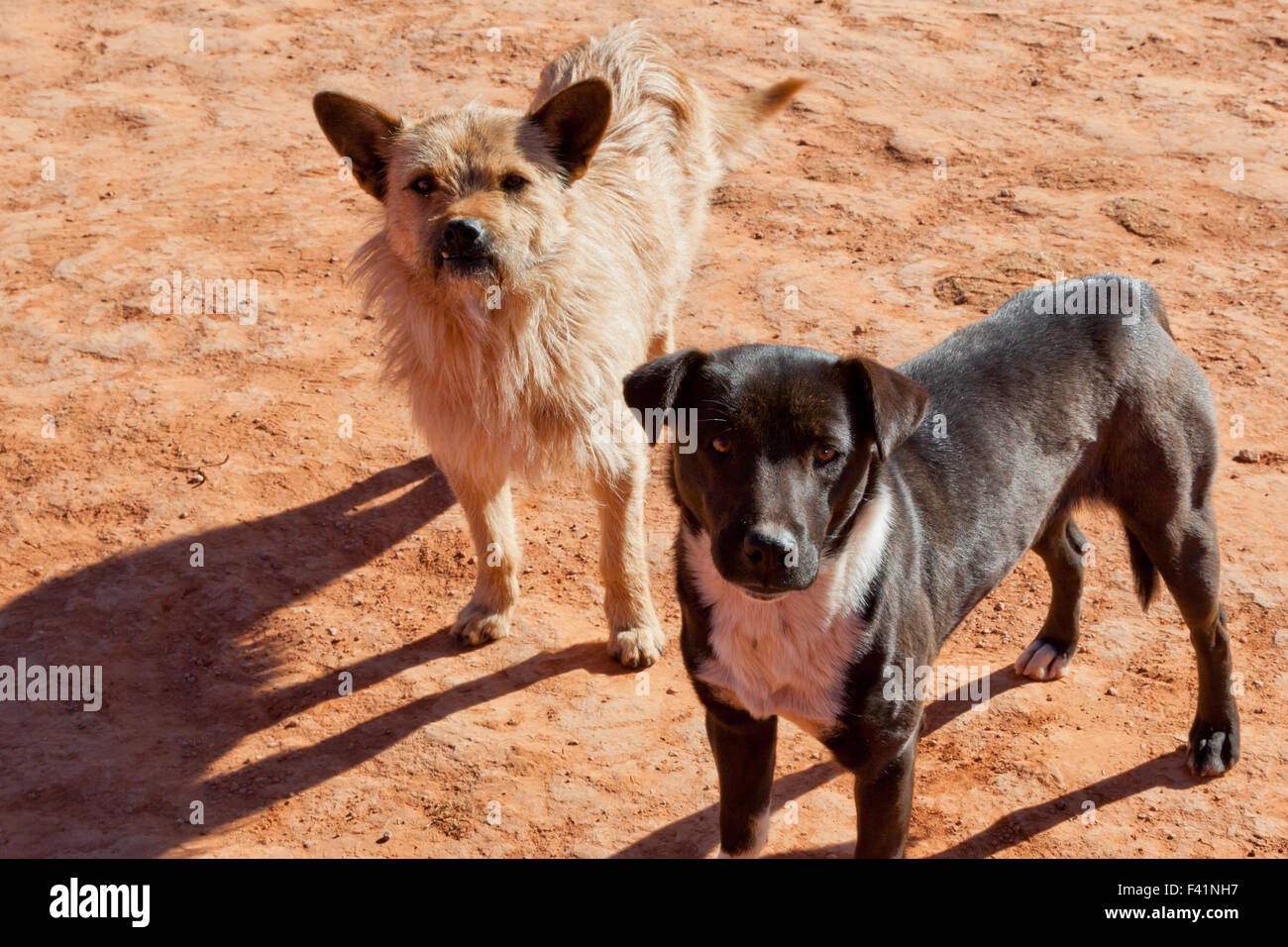 Two dogs living in the American Southwest come to greet visitors at Monument Valley, AZ with the morning sun casting long shadow Stock Photo