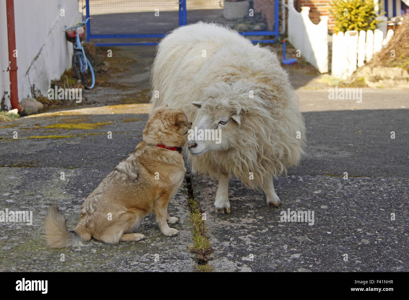 dog and sheep Stock Photo