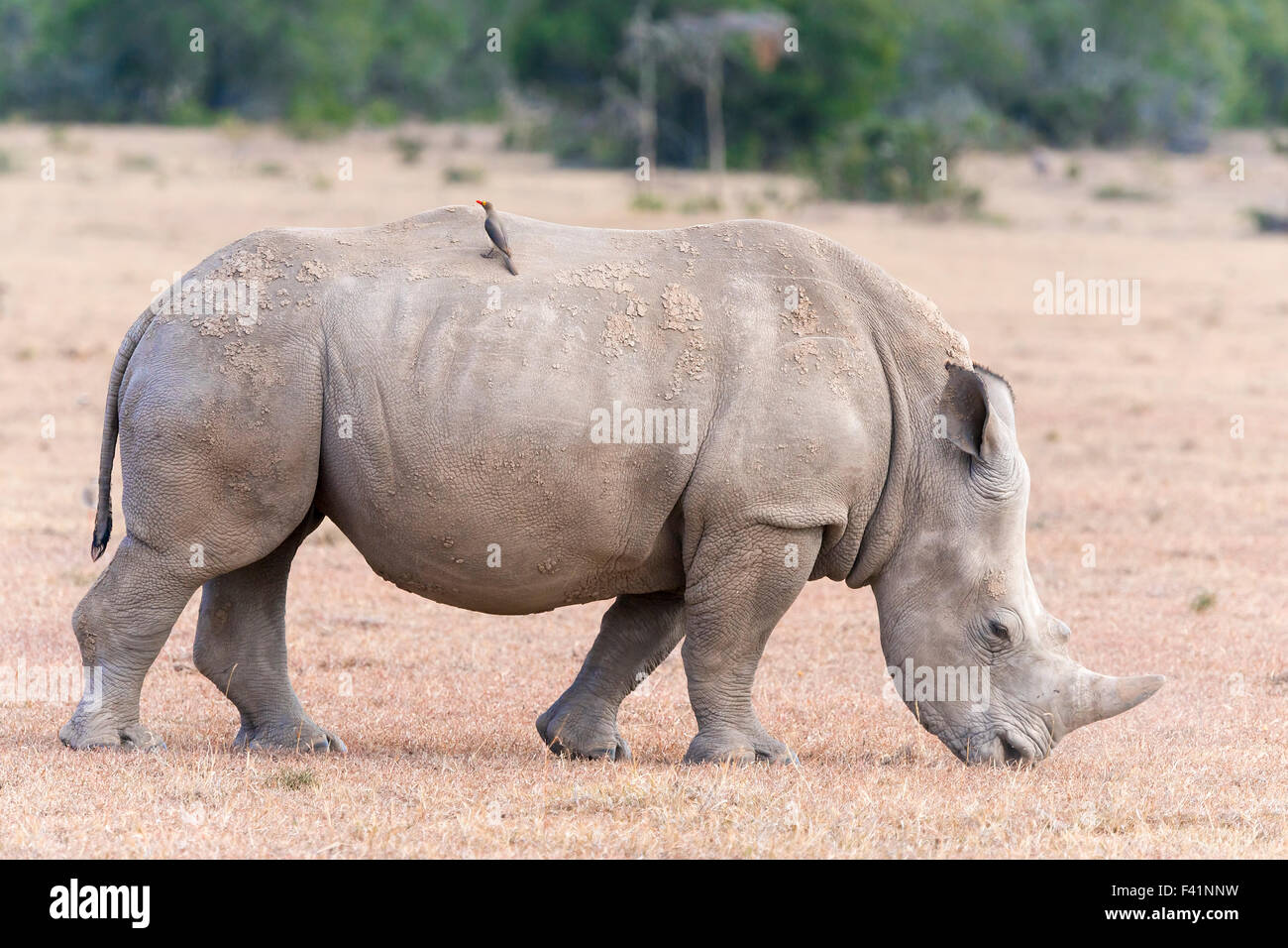 White Rhinoceros (Ceratotherium simum) with oxpecker (Buphagus sp.) on back, Ol Pejeta Reserve, Kenya Stock Photo