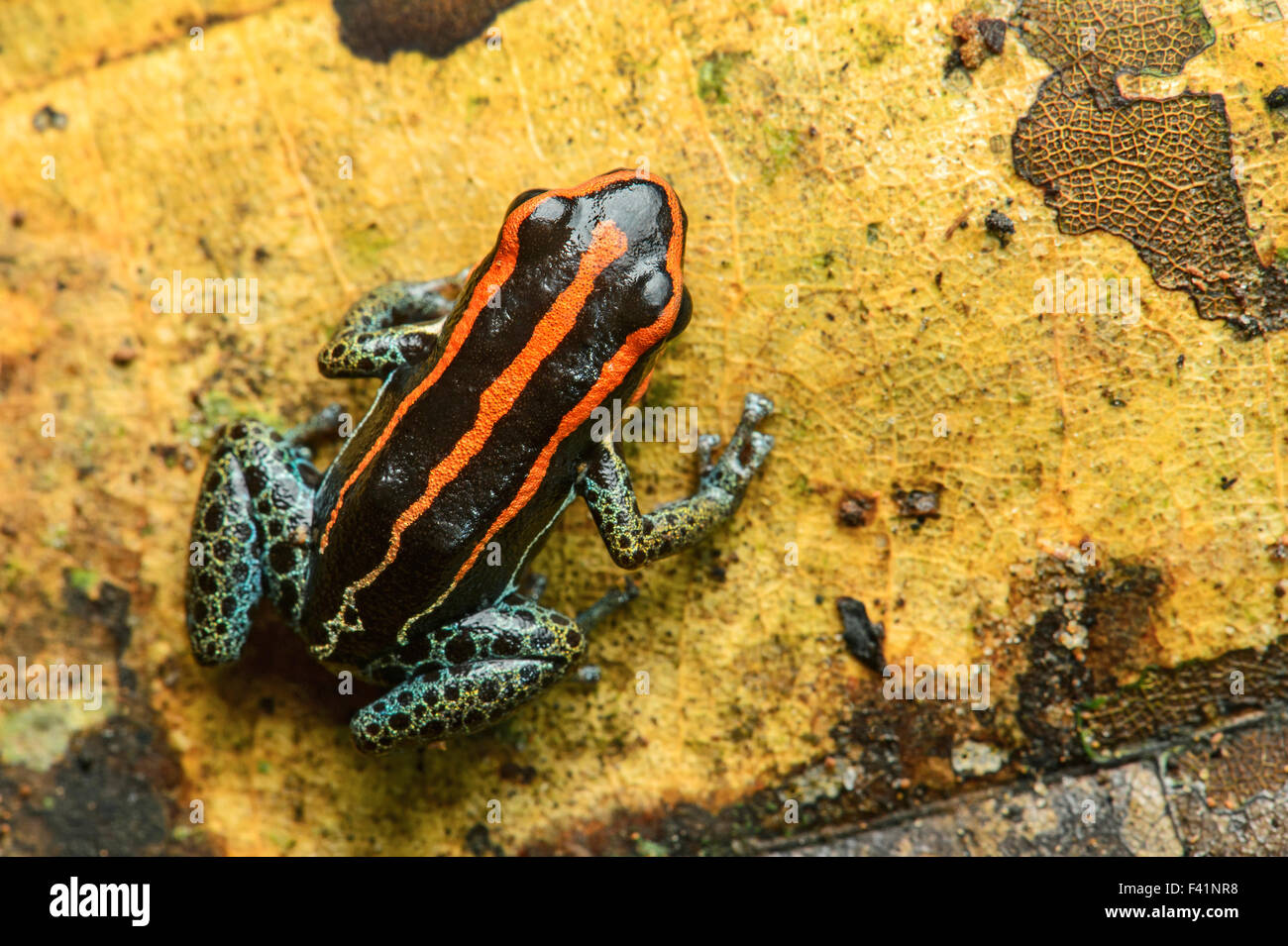 Sanguine poison frog or Zaparo's poison frog (Allobates zaparo), Amazon
