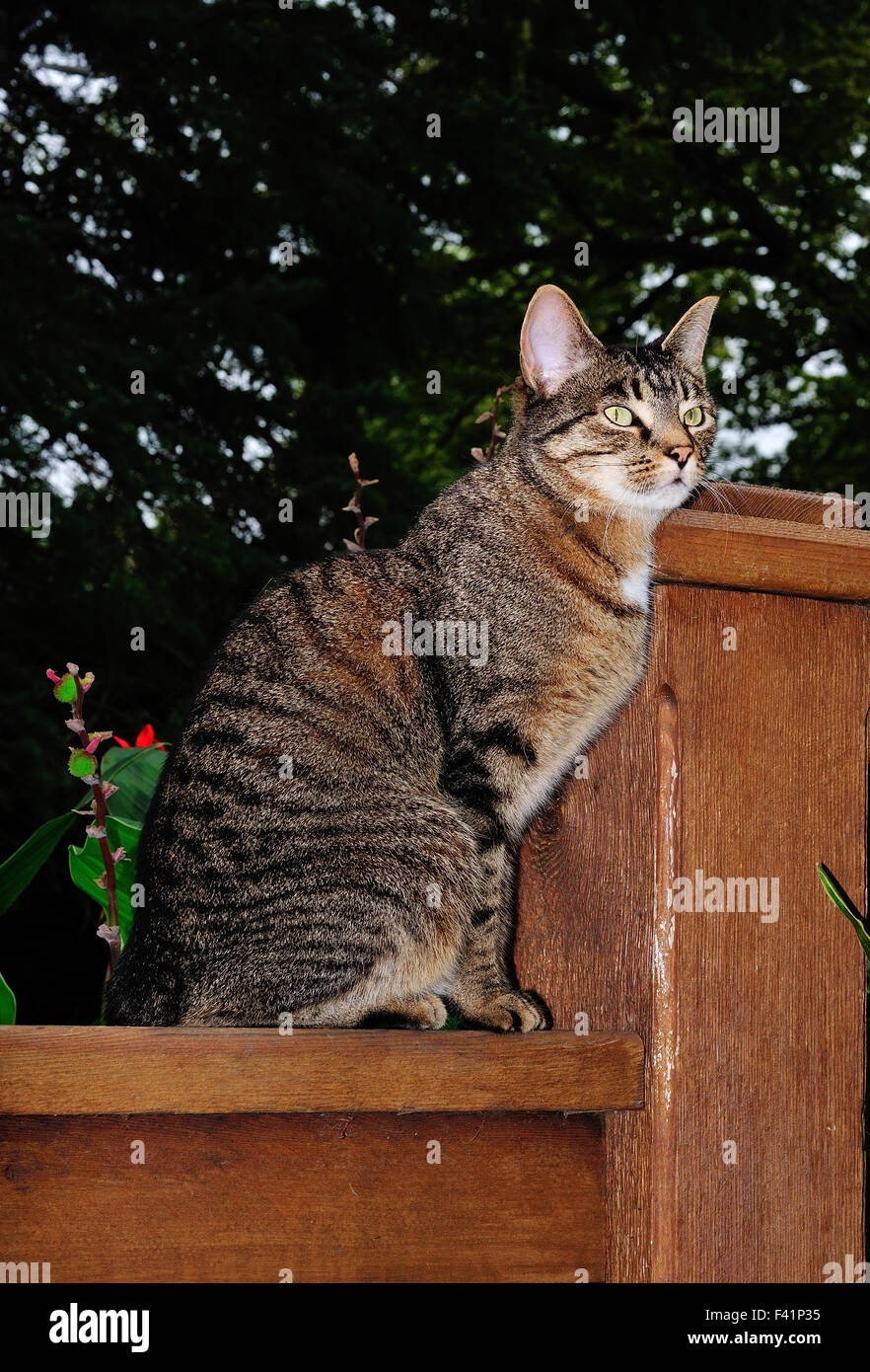 Domestic Tabby cat named Mini on fence Stock Photo - Alamy