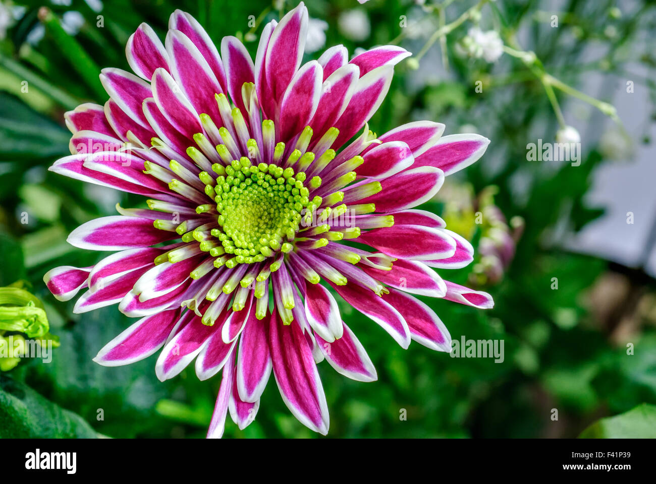 Closeup aster flower Stock Photo
