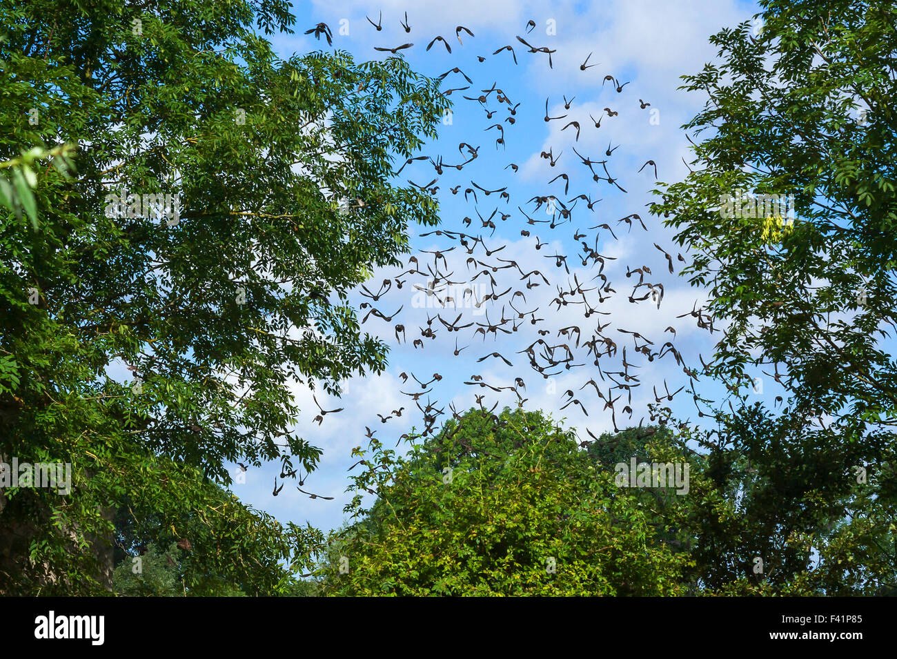 Flying locust hires stock photography and images Alamy