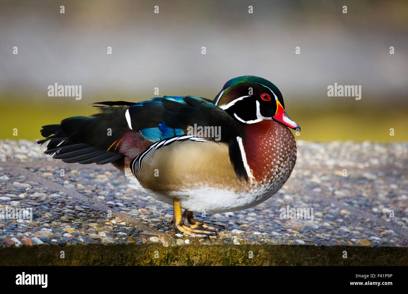 Mandarin duck (Aix galericulata), Thuringia, Germany Stock Photo