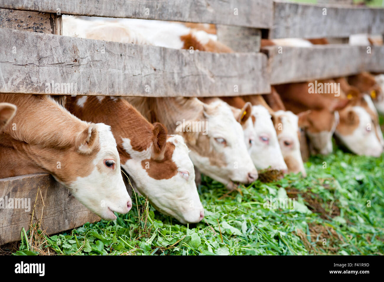 Feeder calves hires stock photography and images Alamy