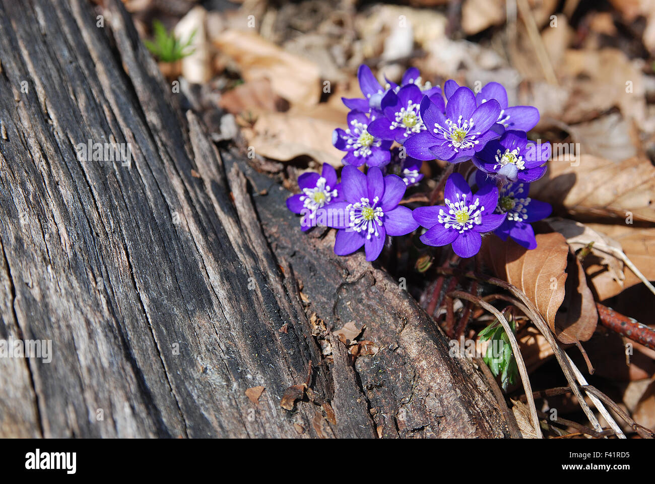 hepatica; flower; blossom; Stock Photo