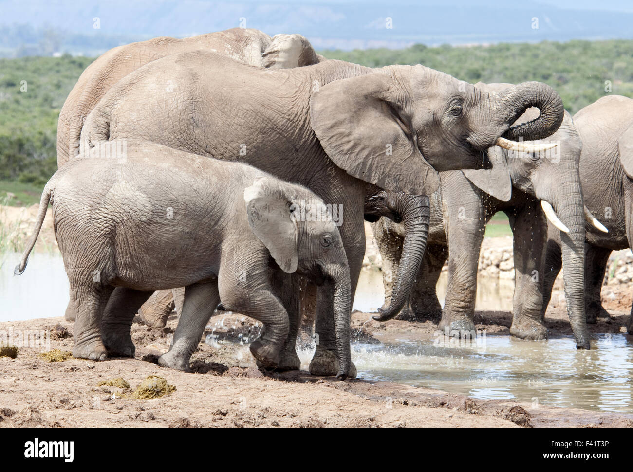 Elephants and terrain hi-res stock photography and images - Alamy
