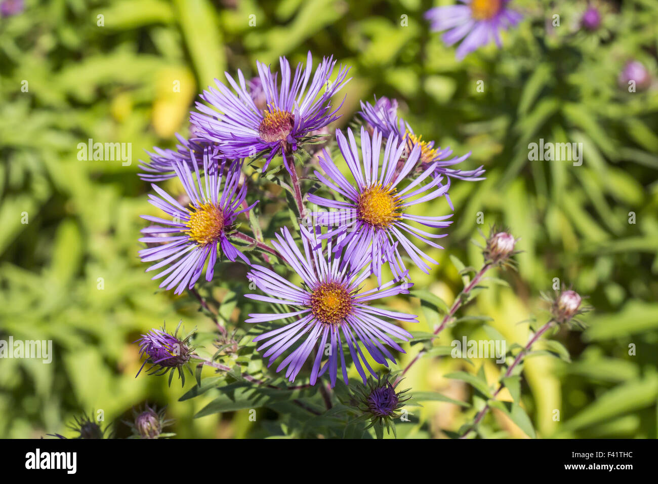 Aster novae-angliae, New England Aster Stock Photo - Alamy