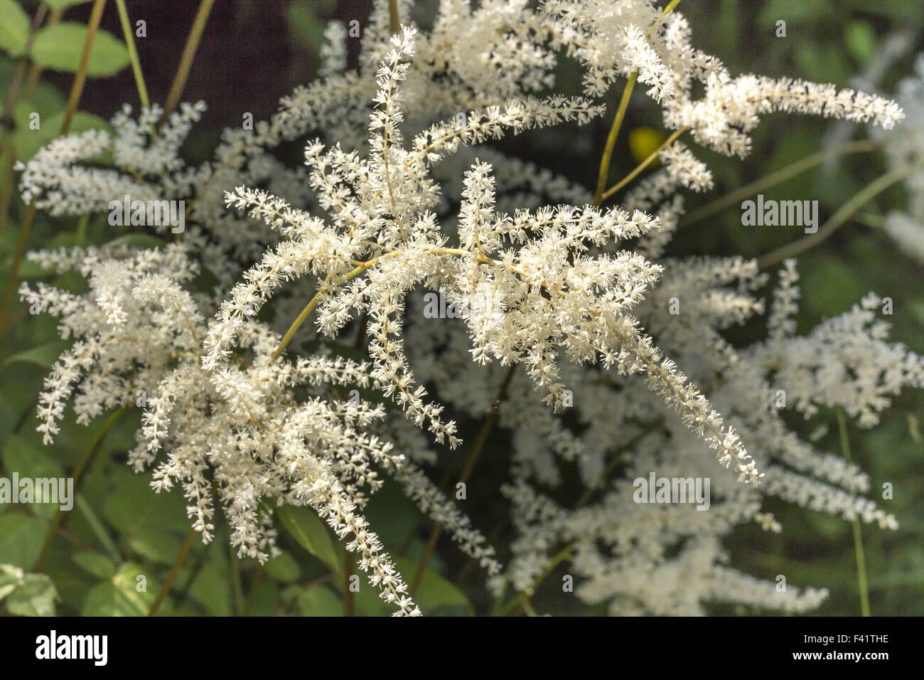 Astilbe thunbergii, False Spirea Stock Photo