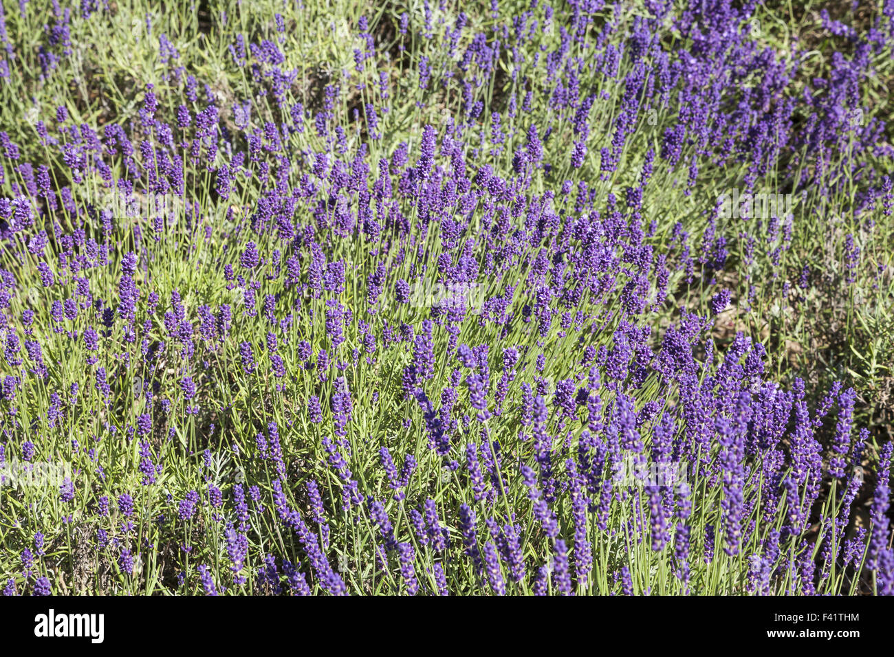 Lavandula angustifolia, Common lavender Stock Photo
