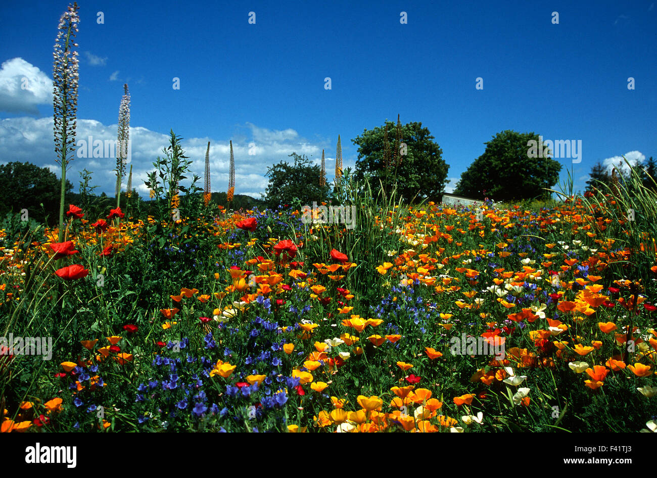 flower meadow; flower; blossom; Stock Photo
