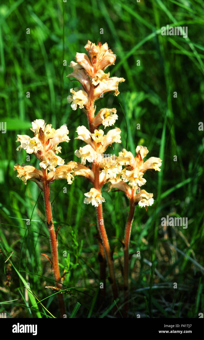 flower; parasitic plants; Stock Photo