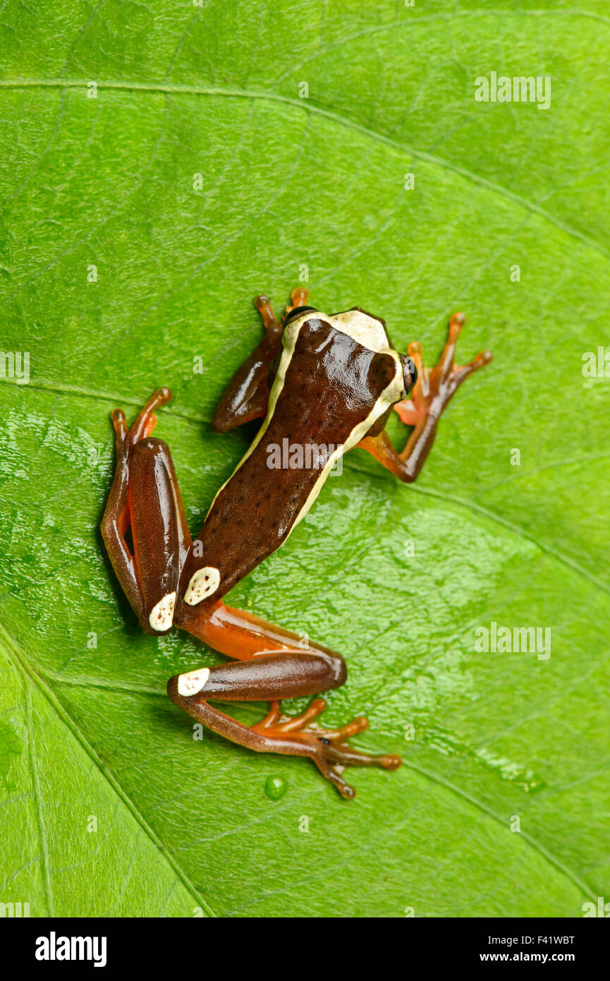 Beireis' tree frog or white-leaf frog (dendropsophus leucophyllatus), family of tree frogs and their allies (Hylidae) Stock Photo