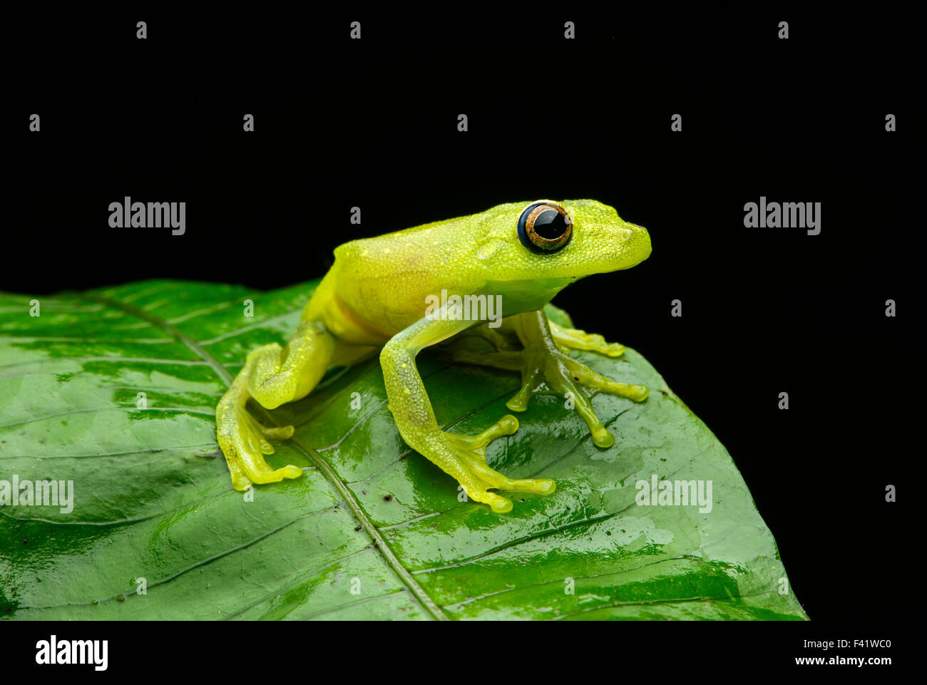 Demerara Falls tree frog (Hypsiboas cinerascens), family of tree frogs and their allies (Hylidae