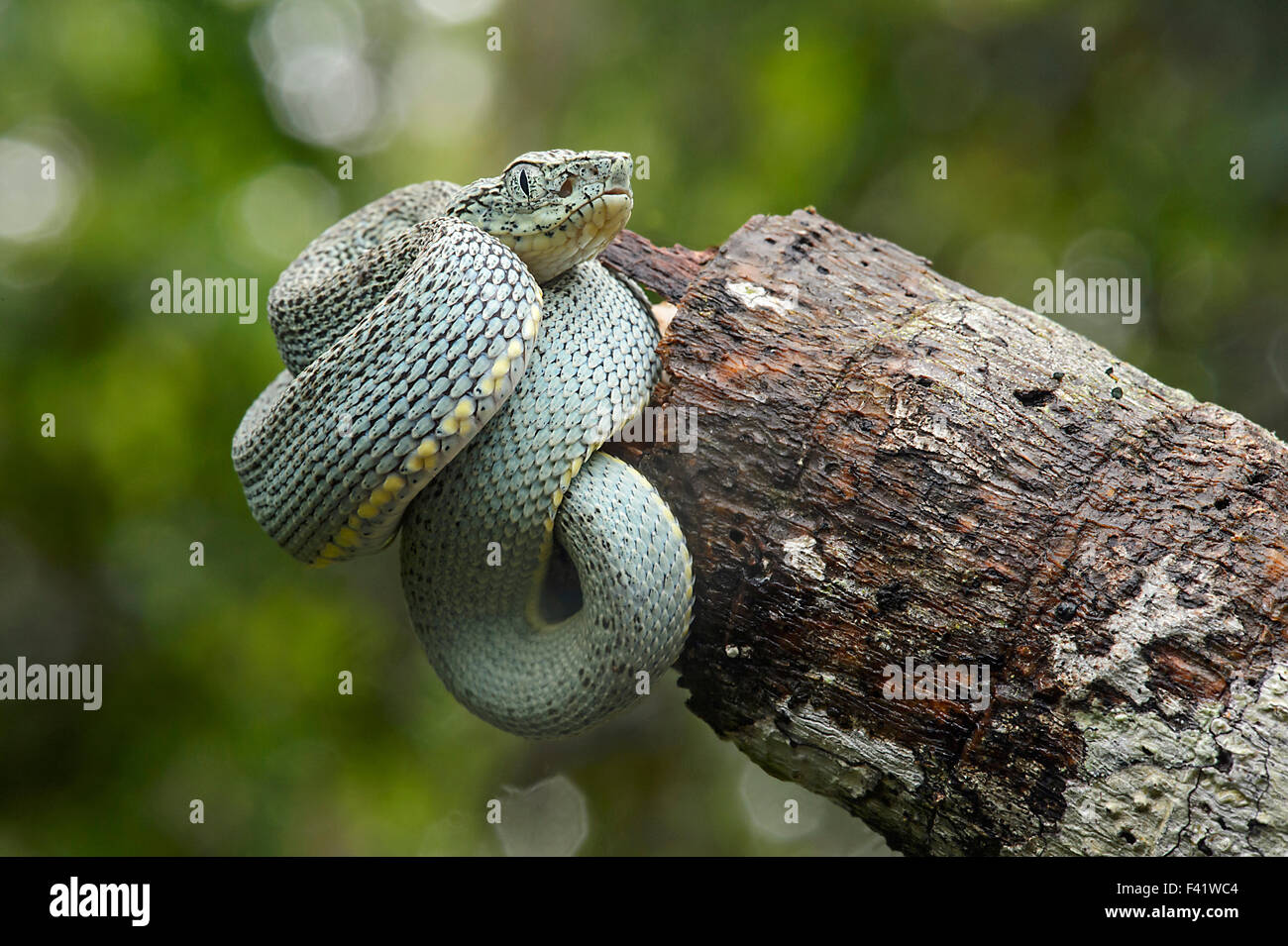 Two-striped forest-pitviper, also parrotsnake or Amazonian palm viper (Bothriopsis bilineata) offspring, poisonous Stock Photo