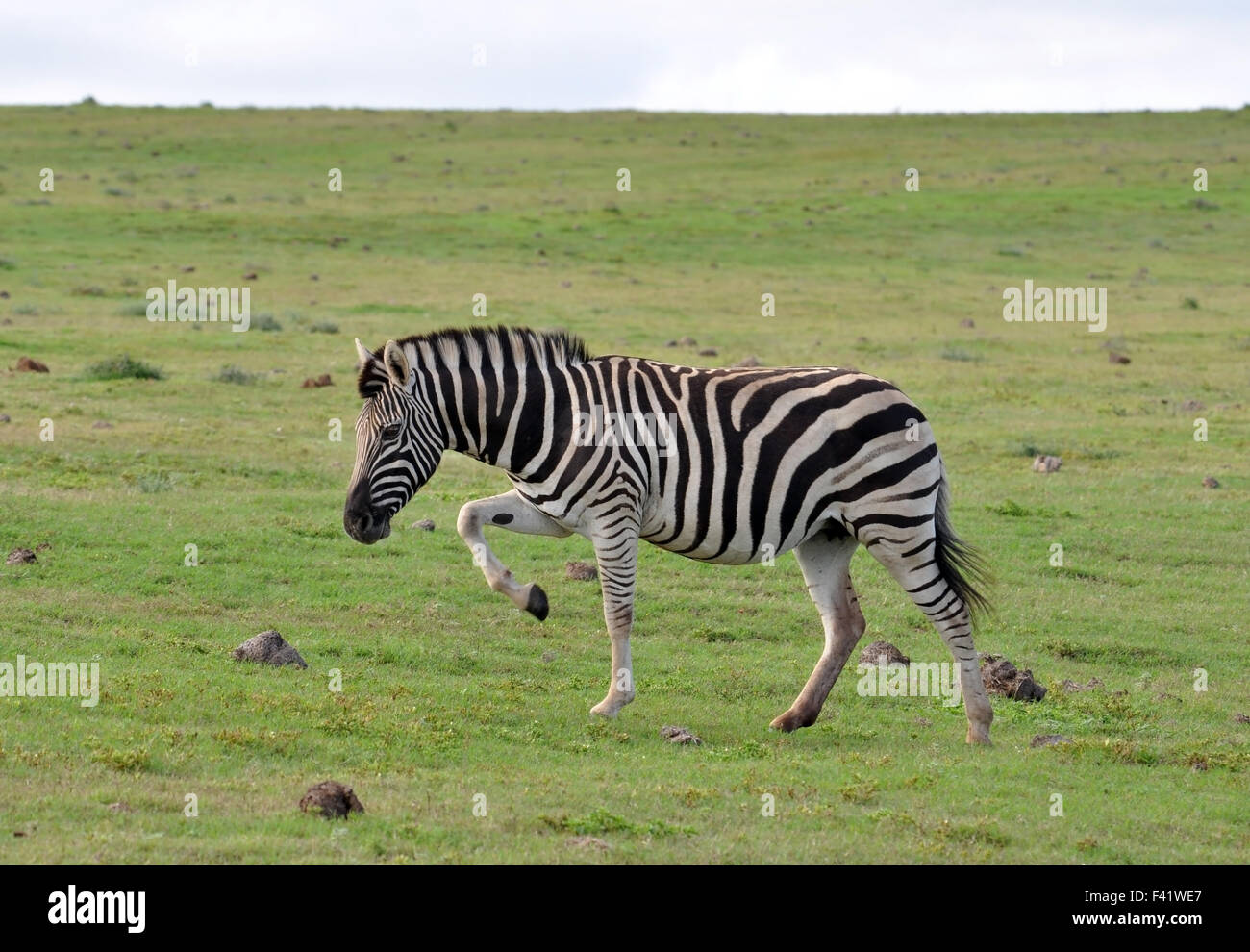 Burchell's Zebra in Africa Stock Photo Alamy