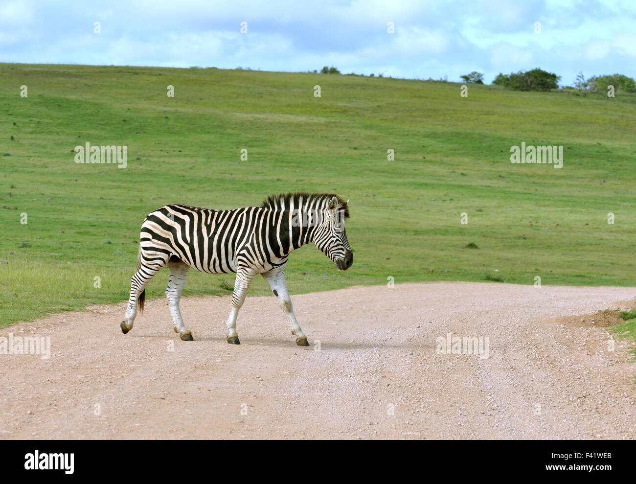 Burchell's Zebra in Africa Stock Photo Alamy