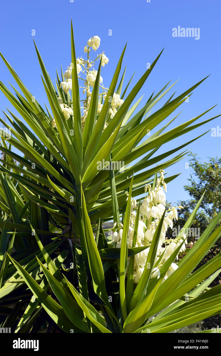 Spanish bayonet tree Latin name Yucca aloifolia flowers Stock Photo