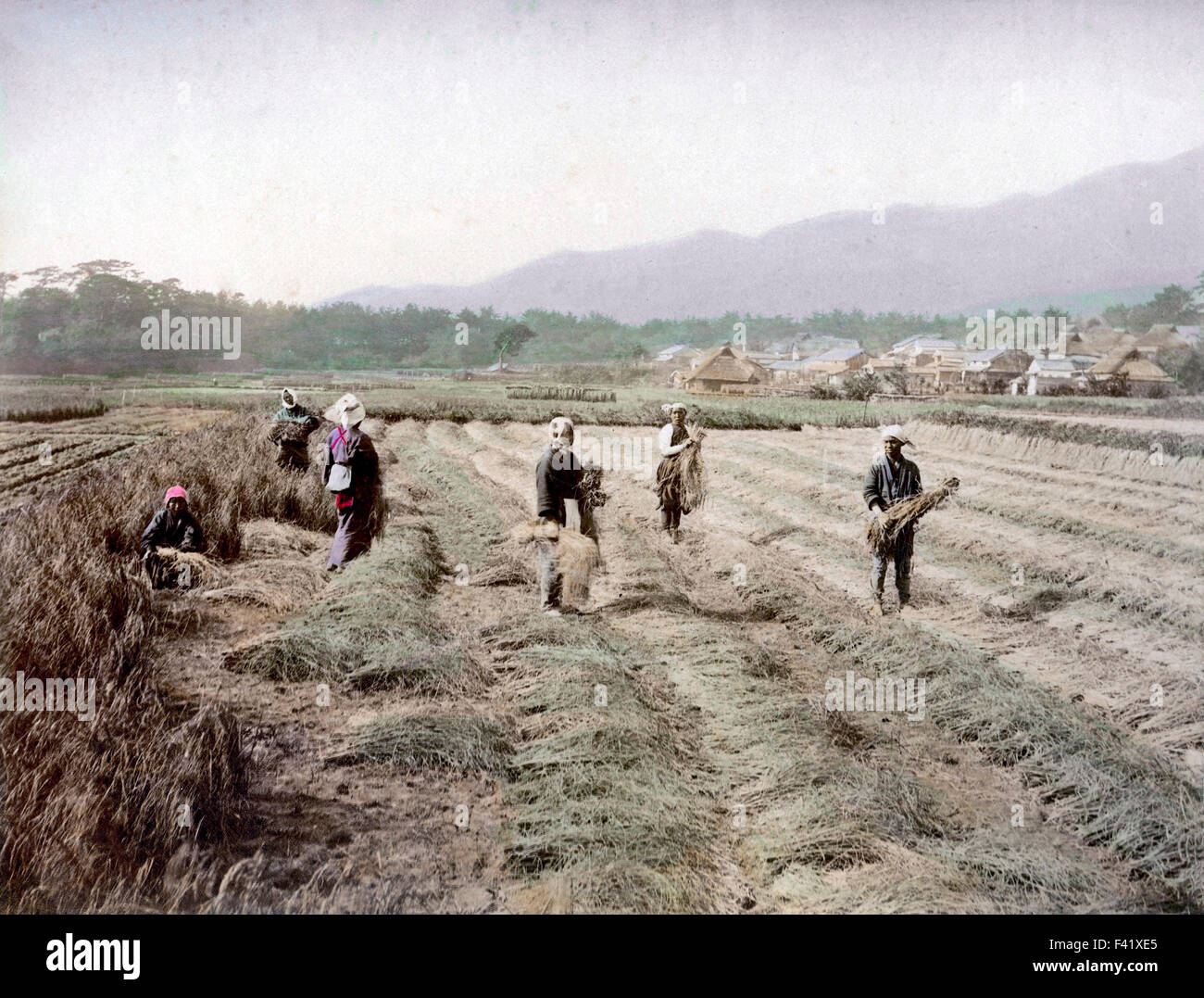 Farmers during harvest, Japan Stock Photo