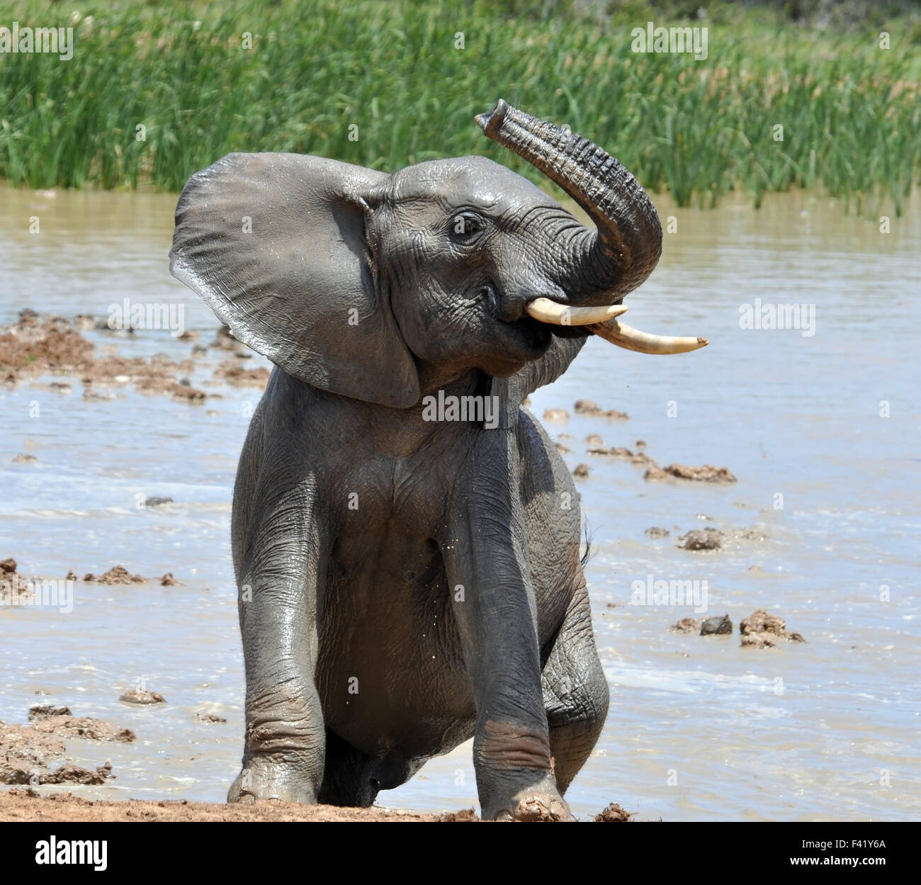 African Elephant Swimming Stock Photo Alamy