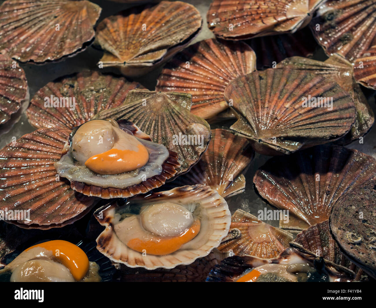 Open scallop shell hires stock photography and images Alamy