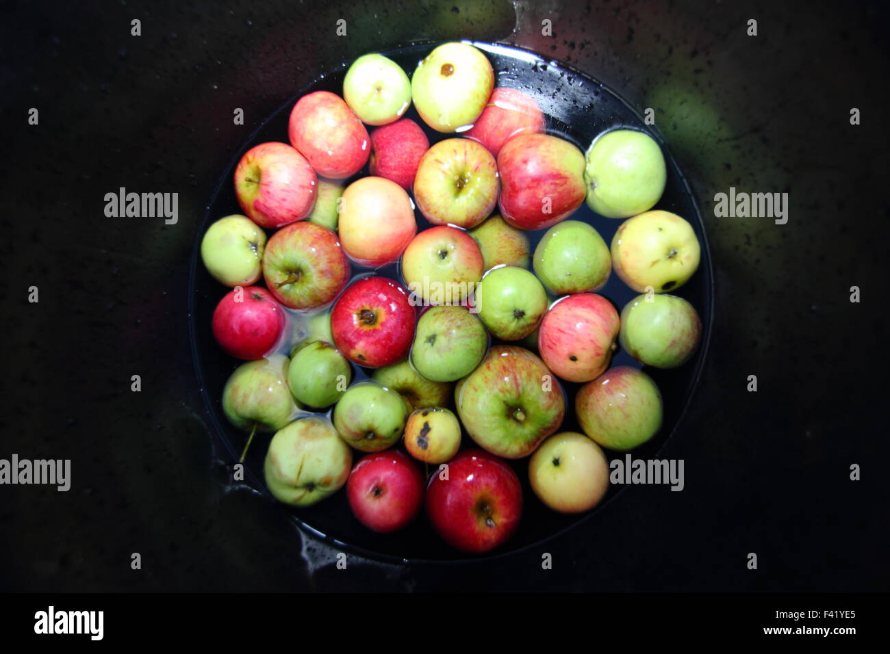 Freshly picked  apples collected from an English orchard are prepared for bobbing at an Apple Day festival in Sheffield, England, UK - October 2015 Stock Photo