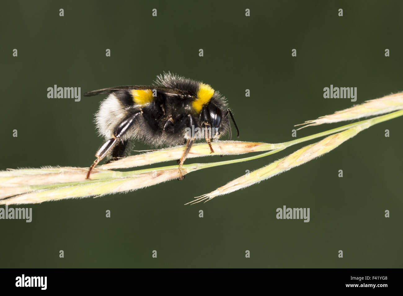 Bombus terrestris, Buff-tailed bumblebee Stock Photo