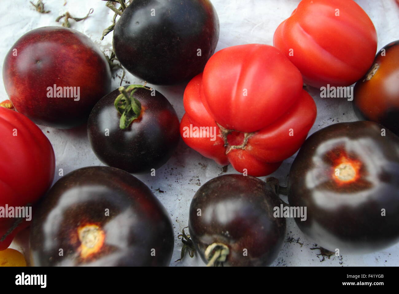 Solanum lycopersicum. A selection of red and black organically grown heritage tomatoes ripening on a windowsill, England UK Stock Photo