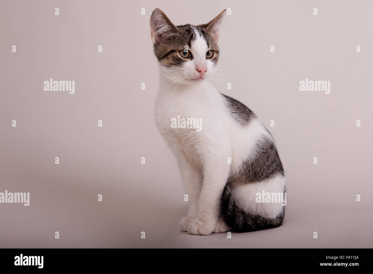 Young cat, white tabby, male Stock Photo