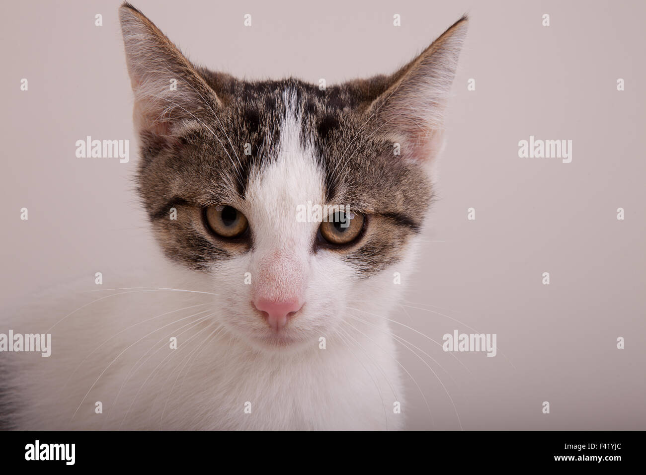 Young cat, white tabby, male, portrait Stock Photo