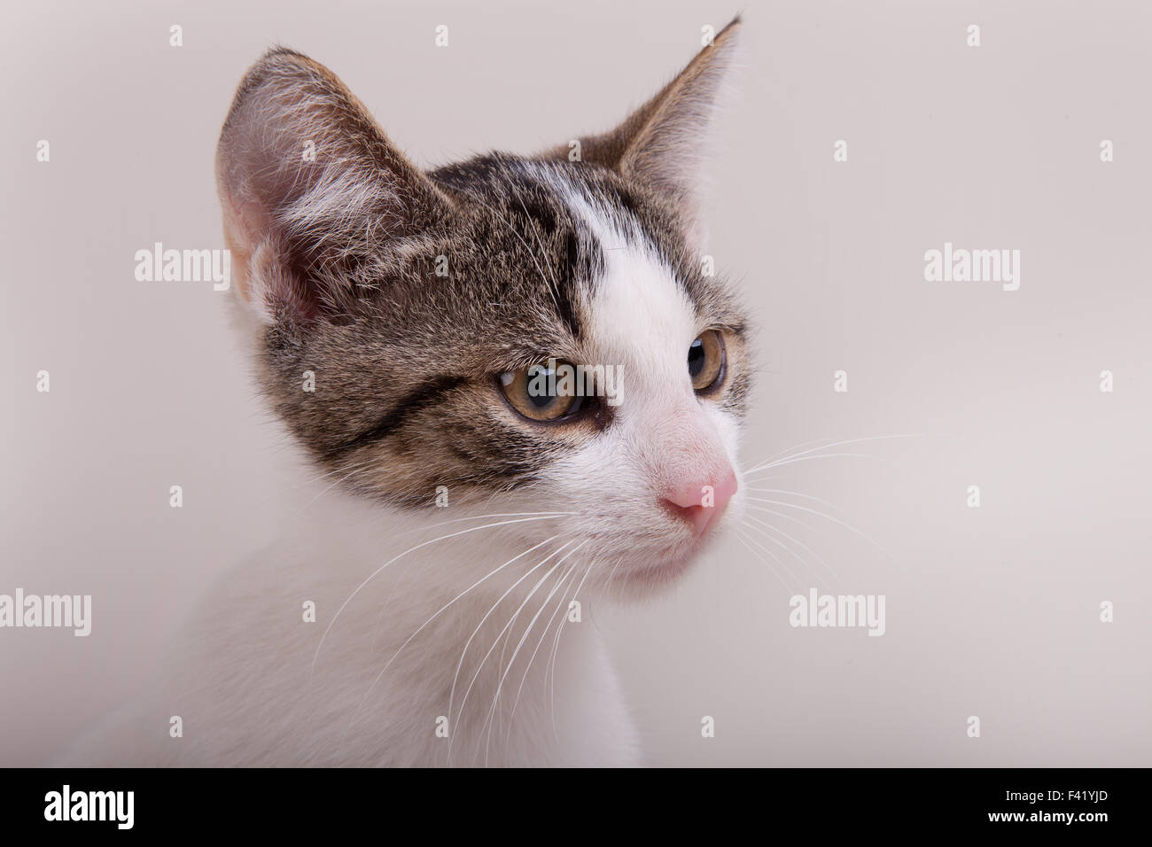 Young cat, white tabby, male, portrait Stock Photo