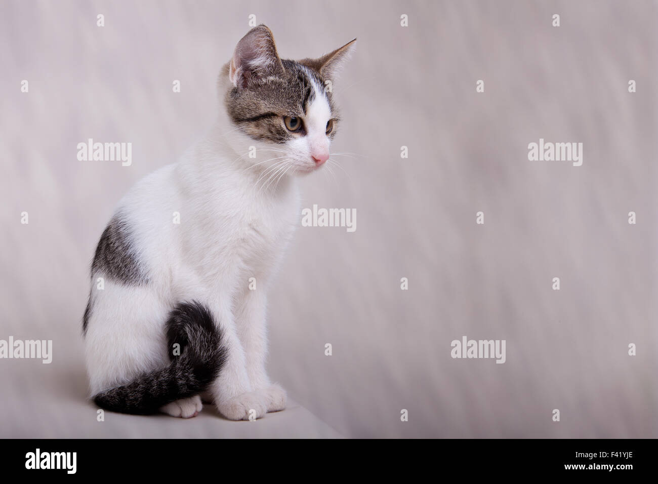 Young cat, white tabby, male Stock Photo