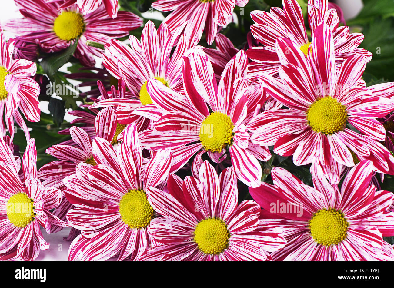 Chrysanthemums flower hi-res stock photography and images - Alamy