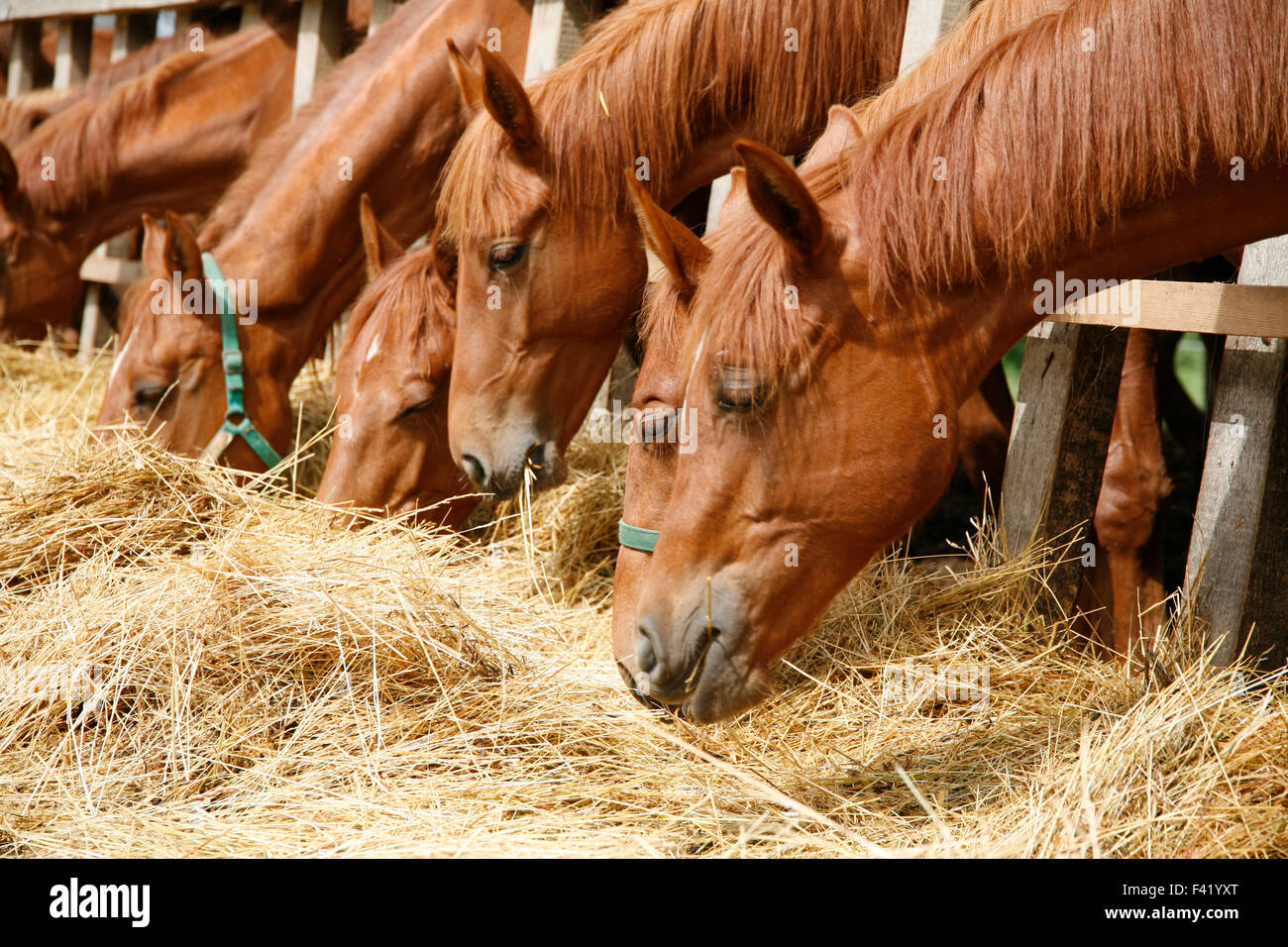 Herd of horses eating dry hay in the summer stable Stock Photo Alamy