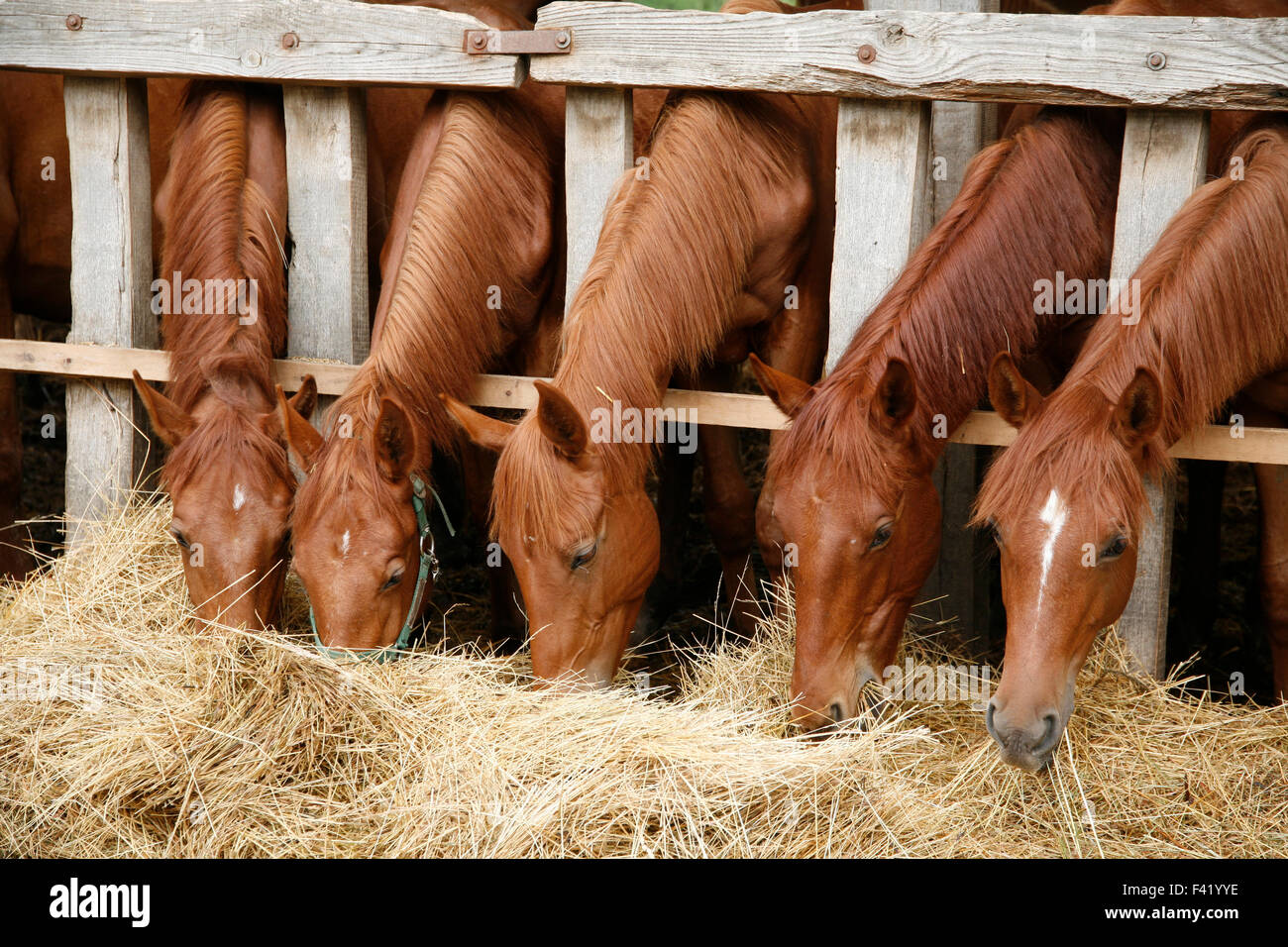 Horses sharing grass hi-res stock photography and images - Alamy