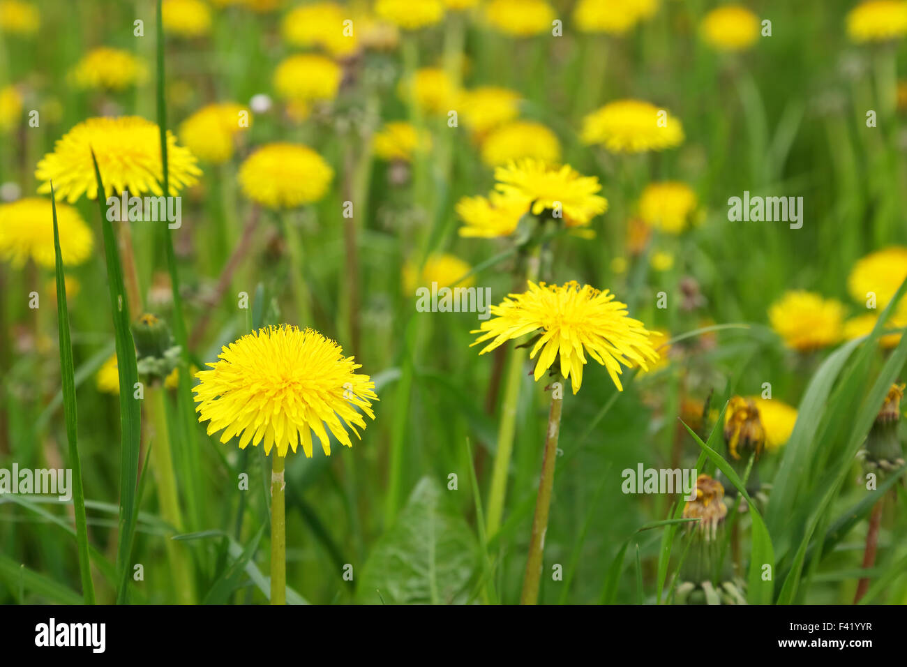 Green field dandelions plants hi-res stock photography and images - Alamy